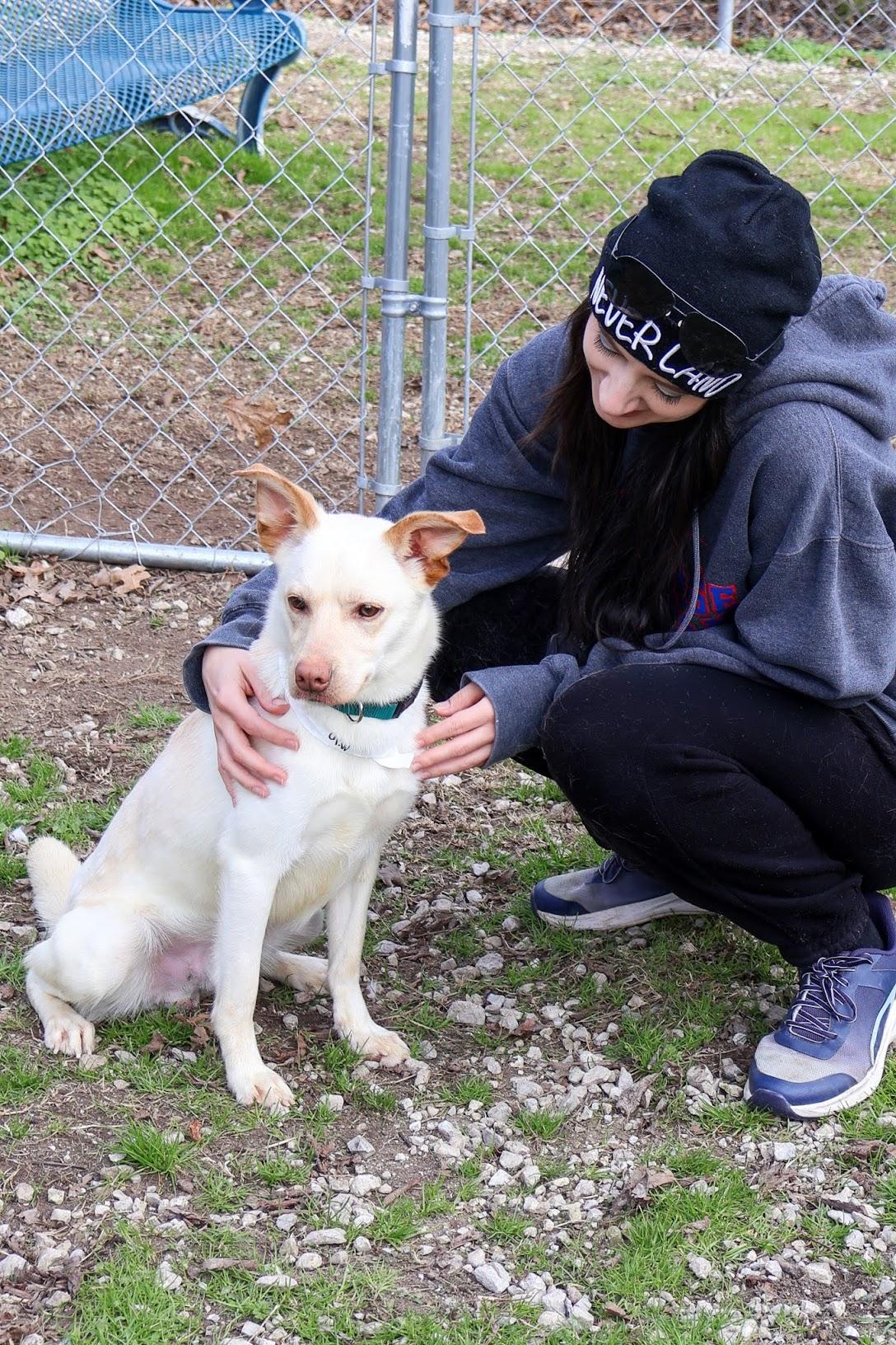 Milo, a ADOPTABLE mixed breed in Hollister, MO image 1/5