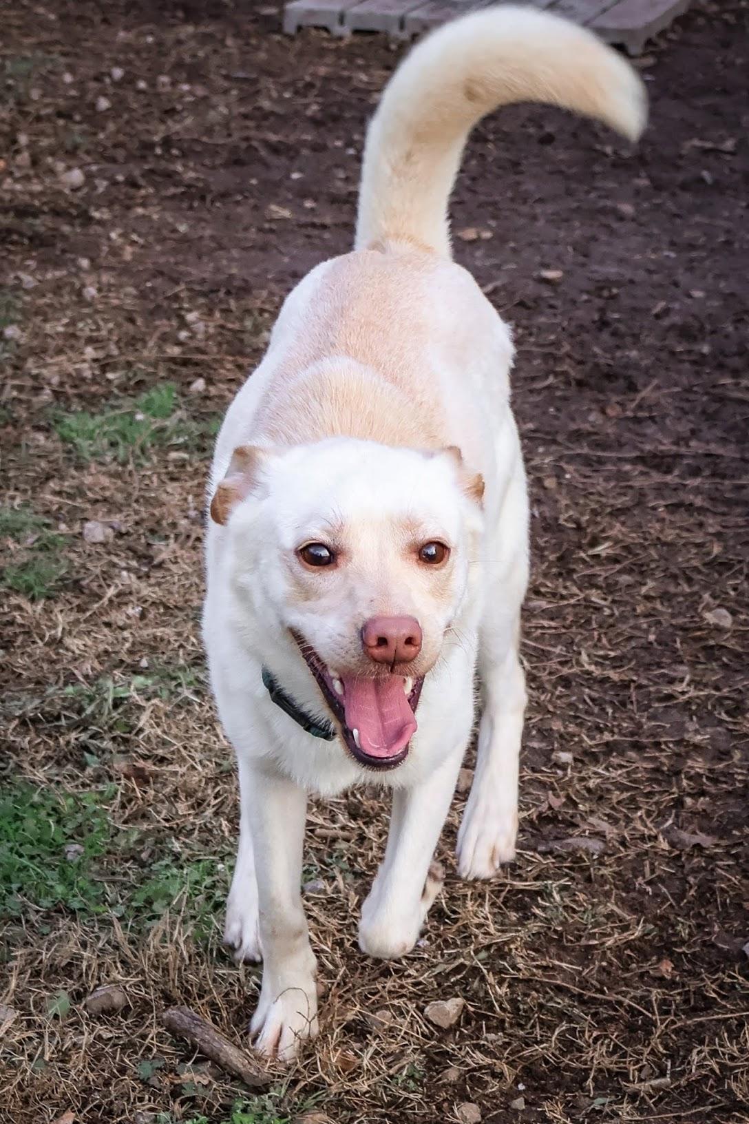 Milo, a ADOPTABLE mixed breed in Hollister, MO image 2/5