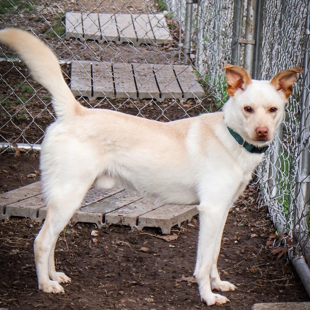 Milo, a ADOPTABLE mixed breed in Hollister, MO image 3/5