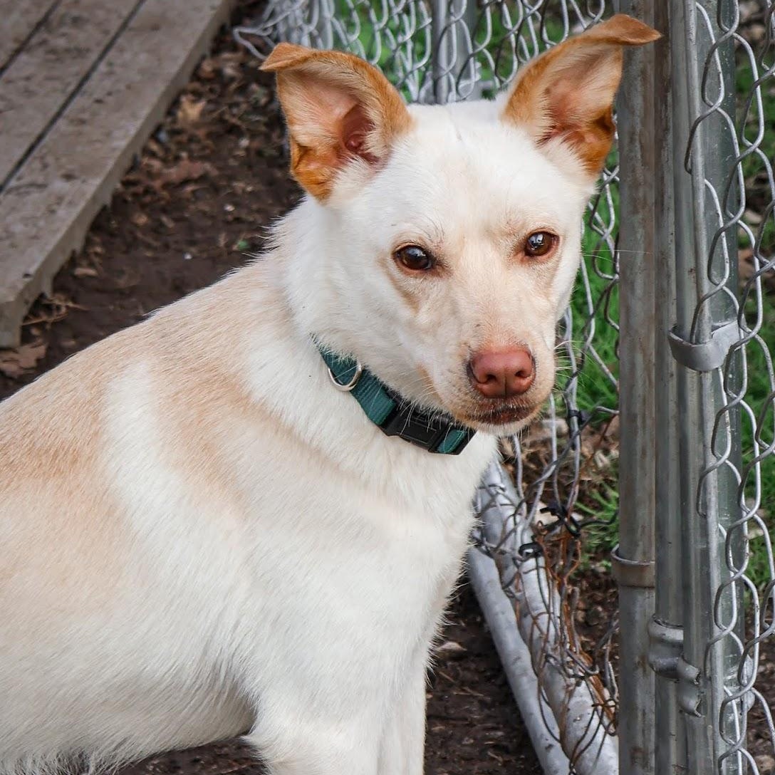 Milo, a ADOPTABLE mixed breed in Hollister, MO image 4/5
