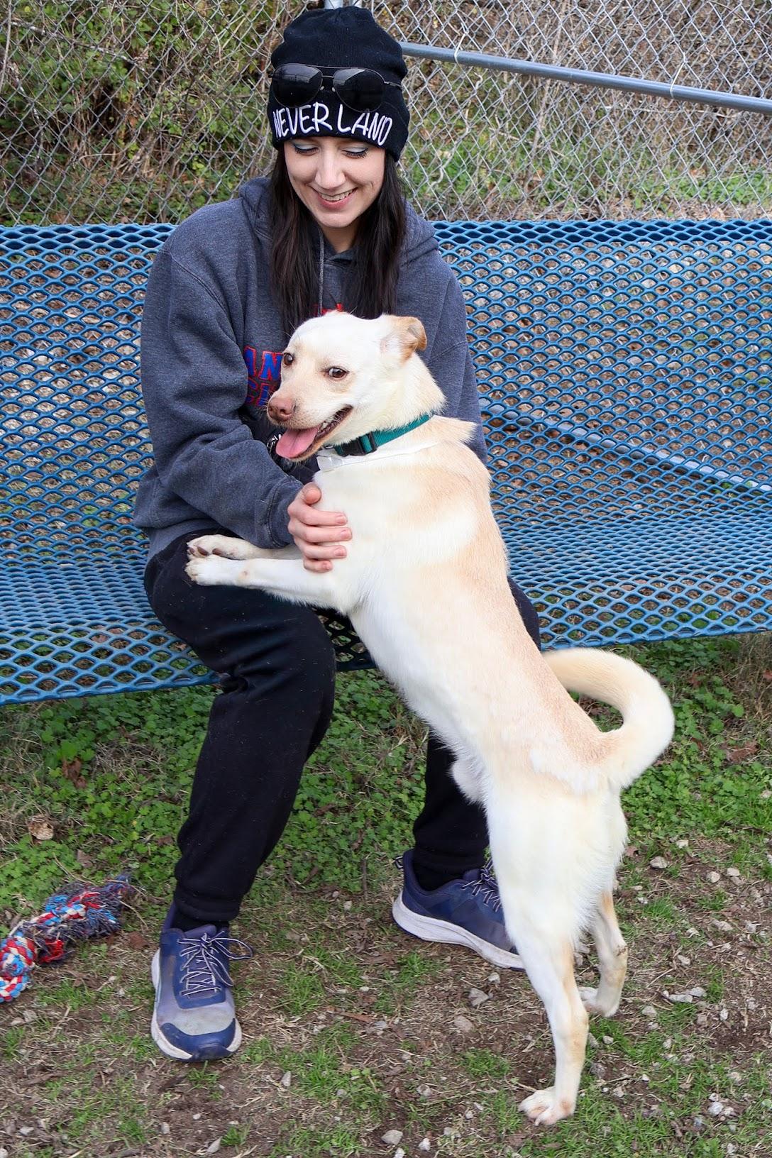 Milo, a ADOPTABLE mixed breed in Hollister, MO image 5/5