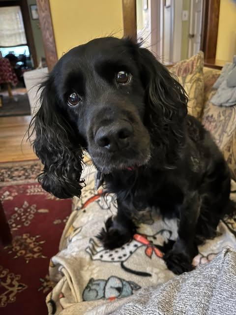 Enlarge Beasley, an adoptable English Cocker Spaniel in Albany, NY image 2/2