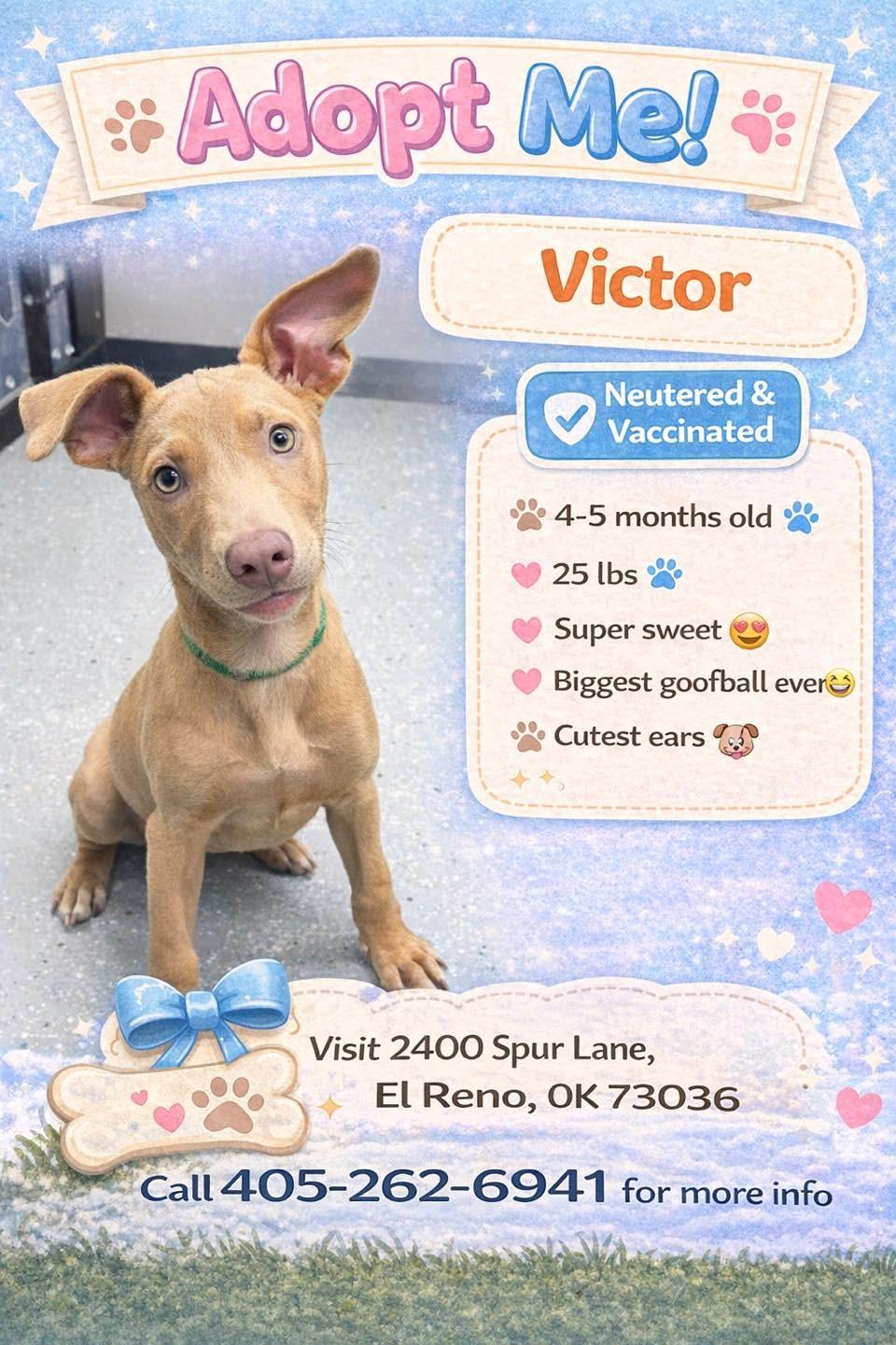 Enlarge Victor, a ADOPTABLE mixed breed in El Reno, OK image 1/1