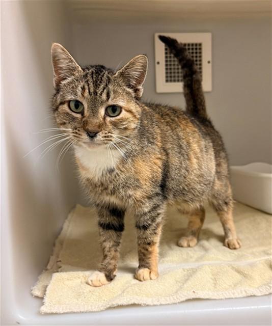 Enlarge VELMA, a Adoptable Domestic Short Hair in Statesville, NC image 1/1