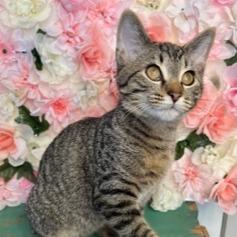 Pickleball, a Adoptable Domestic Short Hair in Cincinnati, OH image 1/4