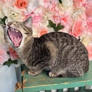 Pickleball, a Adoptable Domestic Short Hair in Cincinnati, OH image 2/4