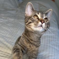 Pickleball, a Adoptable Domestic Short Hair in Cincinnati, OH image 3/4