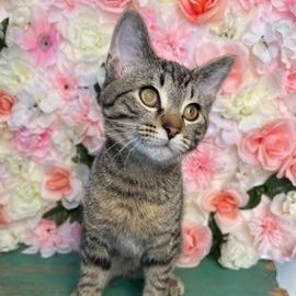 Pickleball, a Adoptable Domestic Short Hair in Cincinnati, OH image 4/4