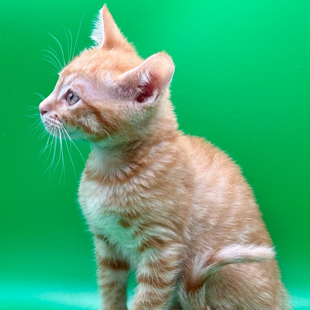 Skadoosh, Adoptable, Young Male Domestic Short Hair.