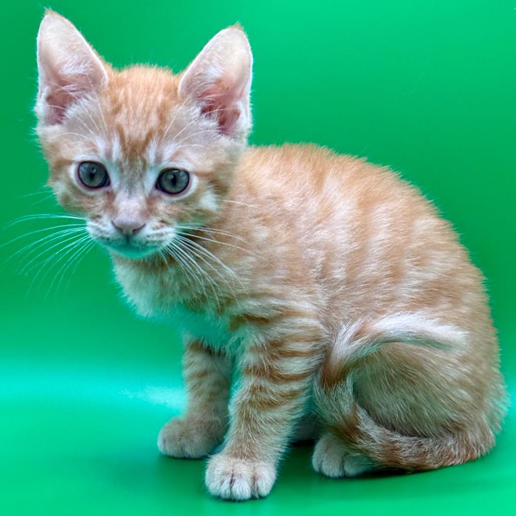 Enlarge Skadoosh, a Adoptable Domestic Short Hair in Los Angeles, CA image 3/5