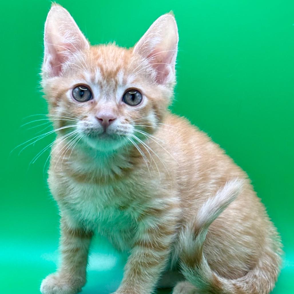 Enlarge Skadoosh, a Adoptable Domestic Short Hair in Los Angeles, CA image 4/5
