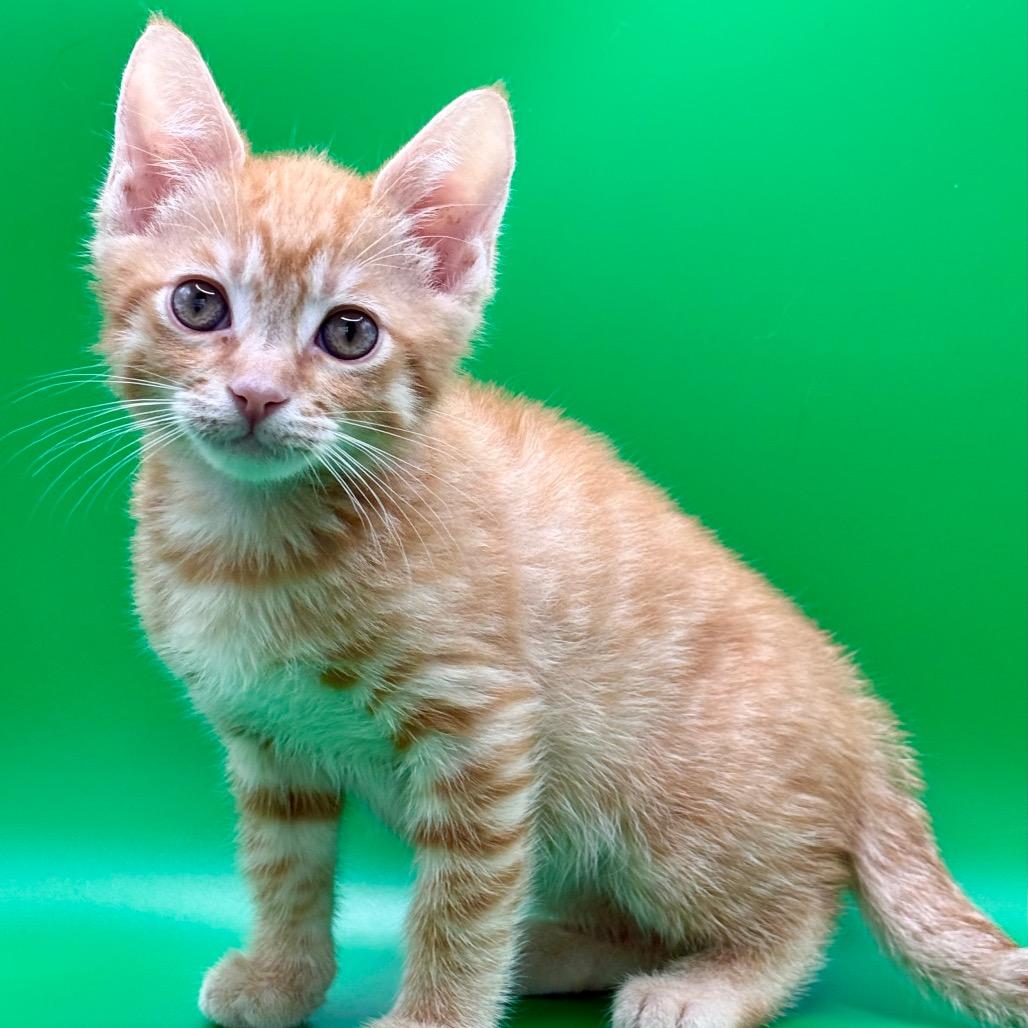Enlarge Skadoosh, a Adoptable Domestic Short Hair in Los Angeles, CA image 5/5