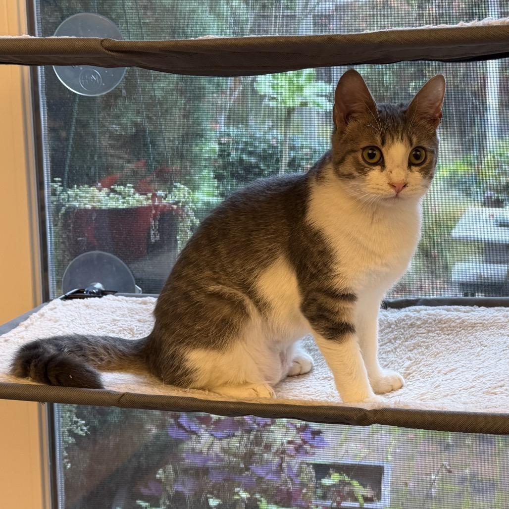 Mary Kate, a Adoptable Domestic Short Hair in Morgan Hill, CA image 1/5