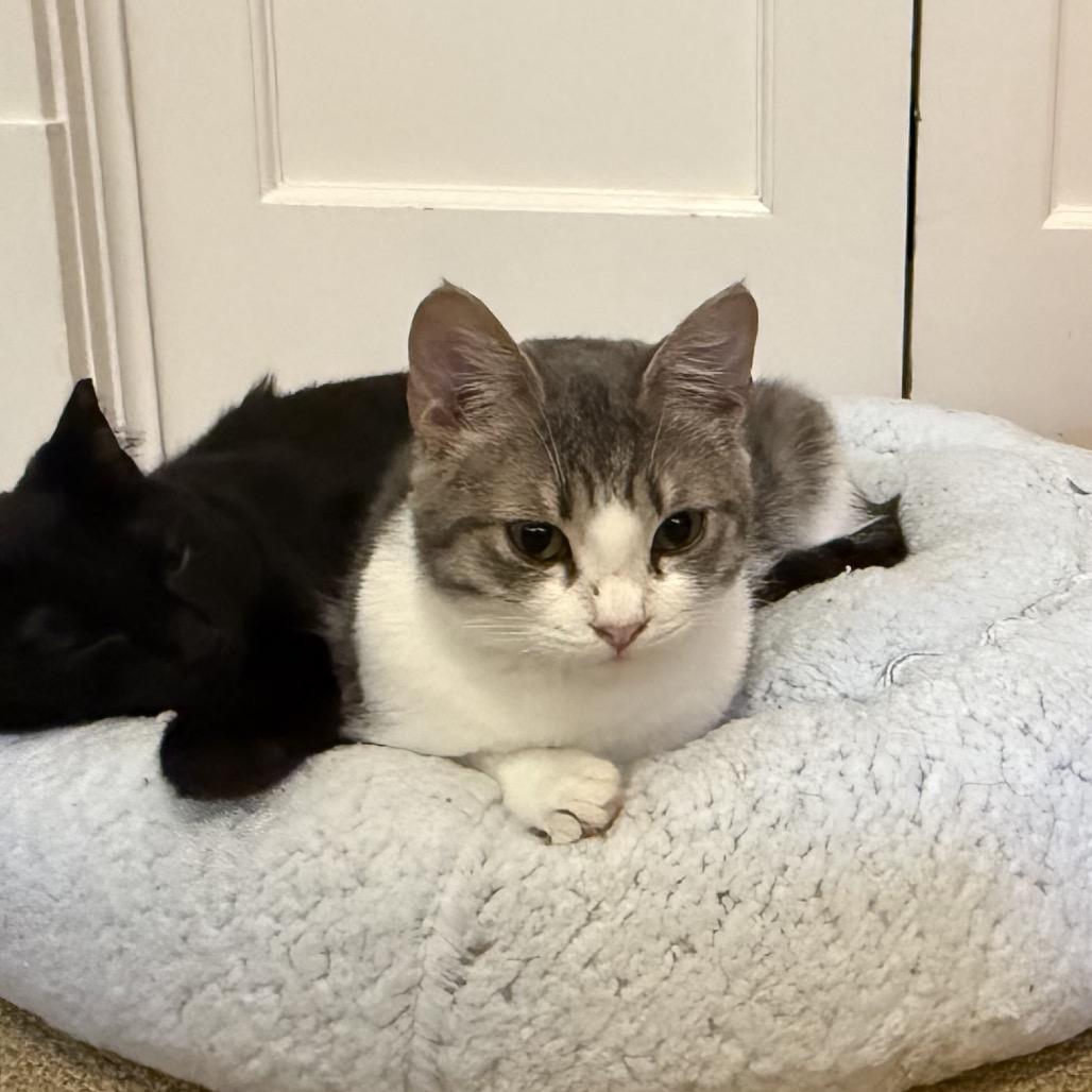 Mary Kate, a Adoptable Domestic Short Hair in Morgan Hill, CA image 2/5