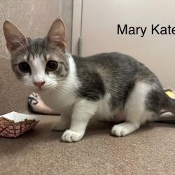 Mary Kate, a Adoptable Domestic Short Hair in Morgan Hill, CA image 3/5