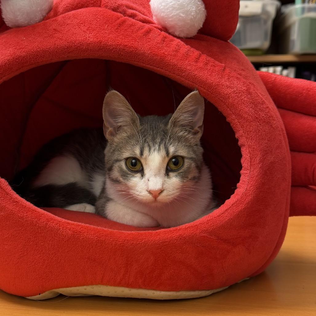 Mary Kate, a Adoptable Domestic Short Hair in Morgan Hill, CA image 4/5