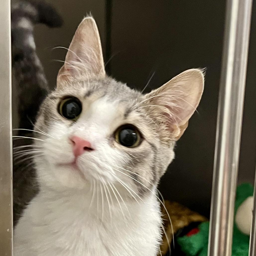 Mary Kate, a Adoptable Domestic Short Hair in Morgan Hill, CA image 5/5