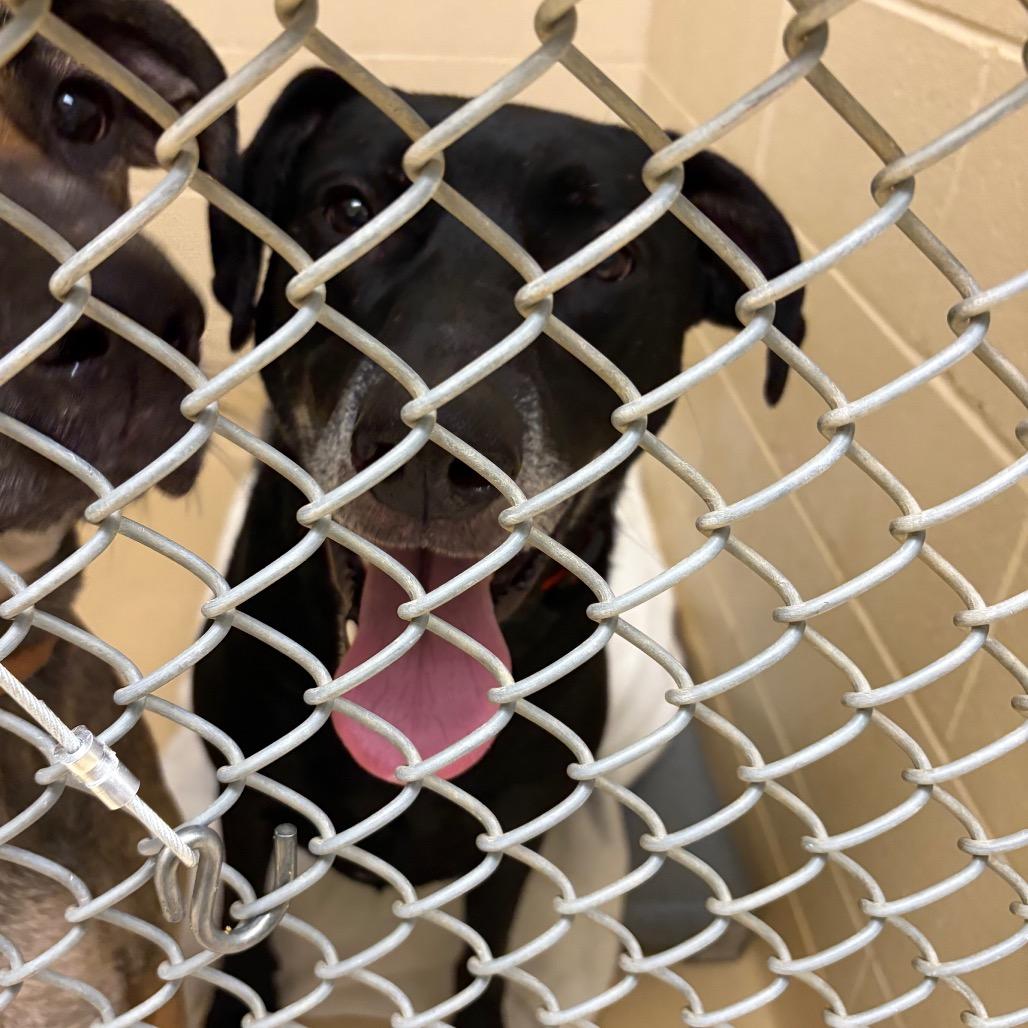 Bobby, Adoptable, Adult Male Mixed Breed.