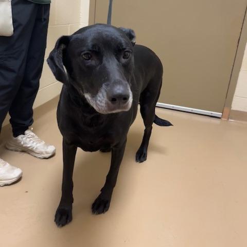 Enlarge Bobby, a Adoptable Mixed Breed in Winston-Salem, NC image 2/2