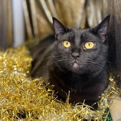 Enlarge Delilah, a Adoptable Domestic Short Hair in Greensburg, PA image 2/6