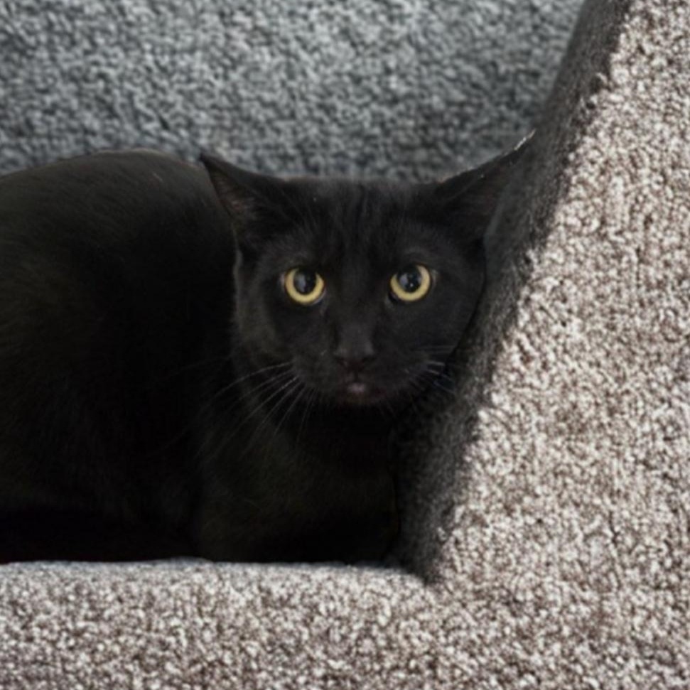 Enlarge Delilah, a Adoptable Domestic Short Hair in Greensburg, PA image 2/4