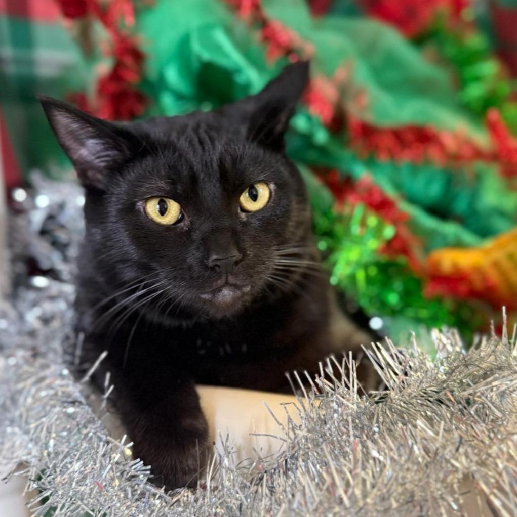 Enlarge Delilah, a Adoptable Domestic Short Hair in Greensburg, PA image 1/6