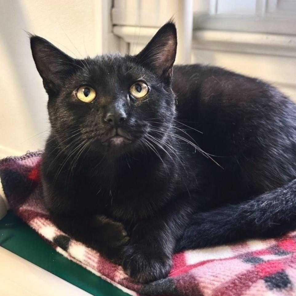 Delilah, Adoptable, Young Female Domestic Short Hair.