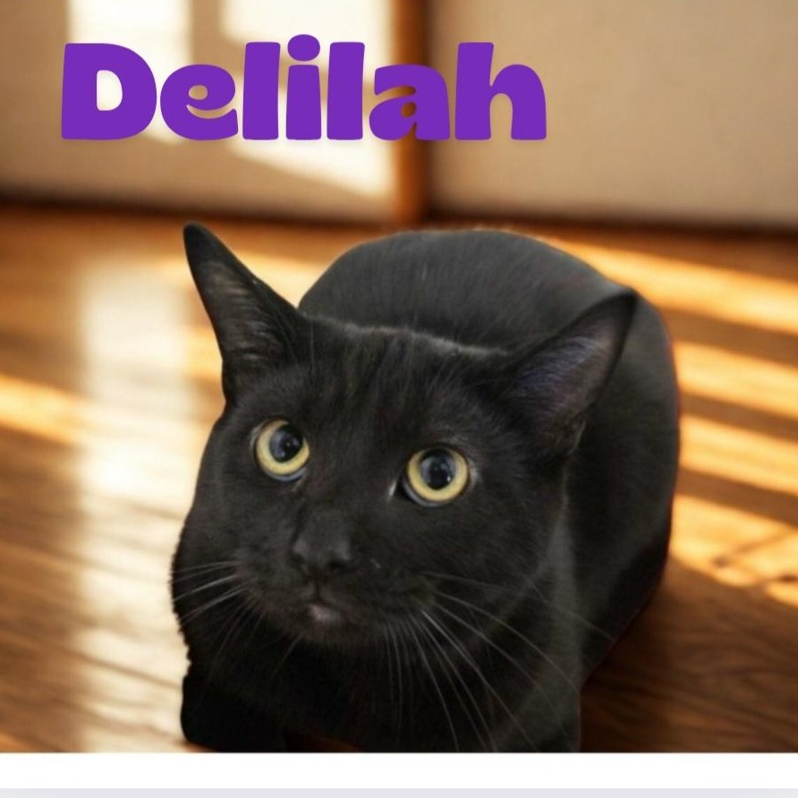 Delilah, Adoptable, Young Female Domestic Short Hair.