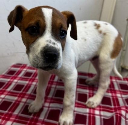 60022692, ADOPTABLE, Young Male Pit Bull Terrier.