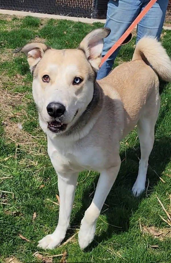 Onion Ring, Adoptable, Adult Male Siberian Husky.