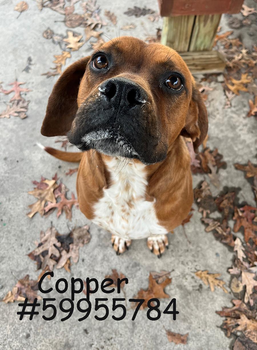 Enlarge Copper, a ADOPTABLE Boxer in Wilkes Barre, PA image 1/1