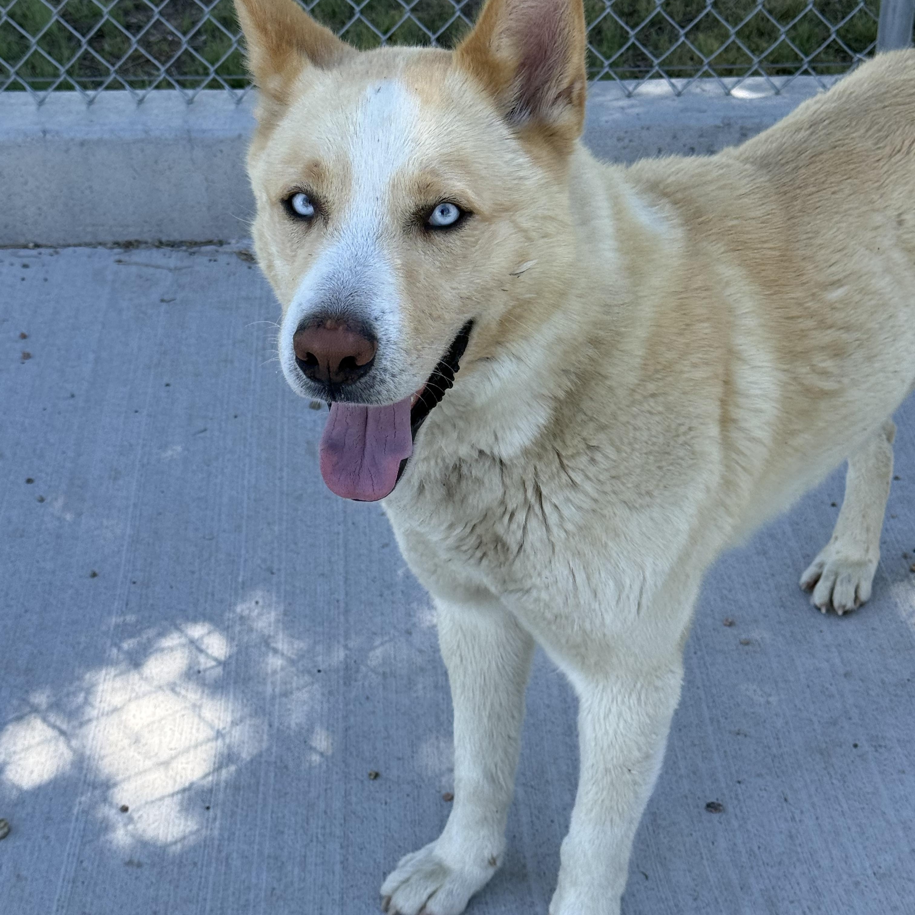 Koolaid Man, a ADOPTABLE mixed breed in Ulysses, KS image 2/3