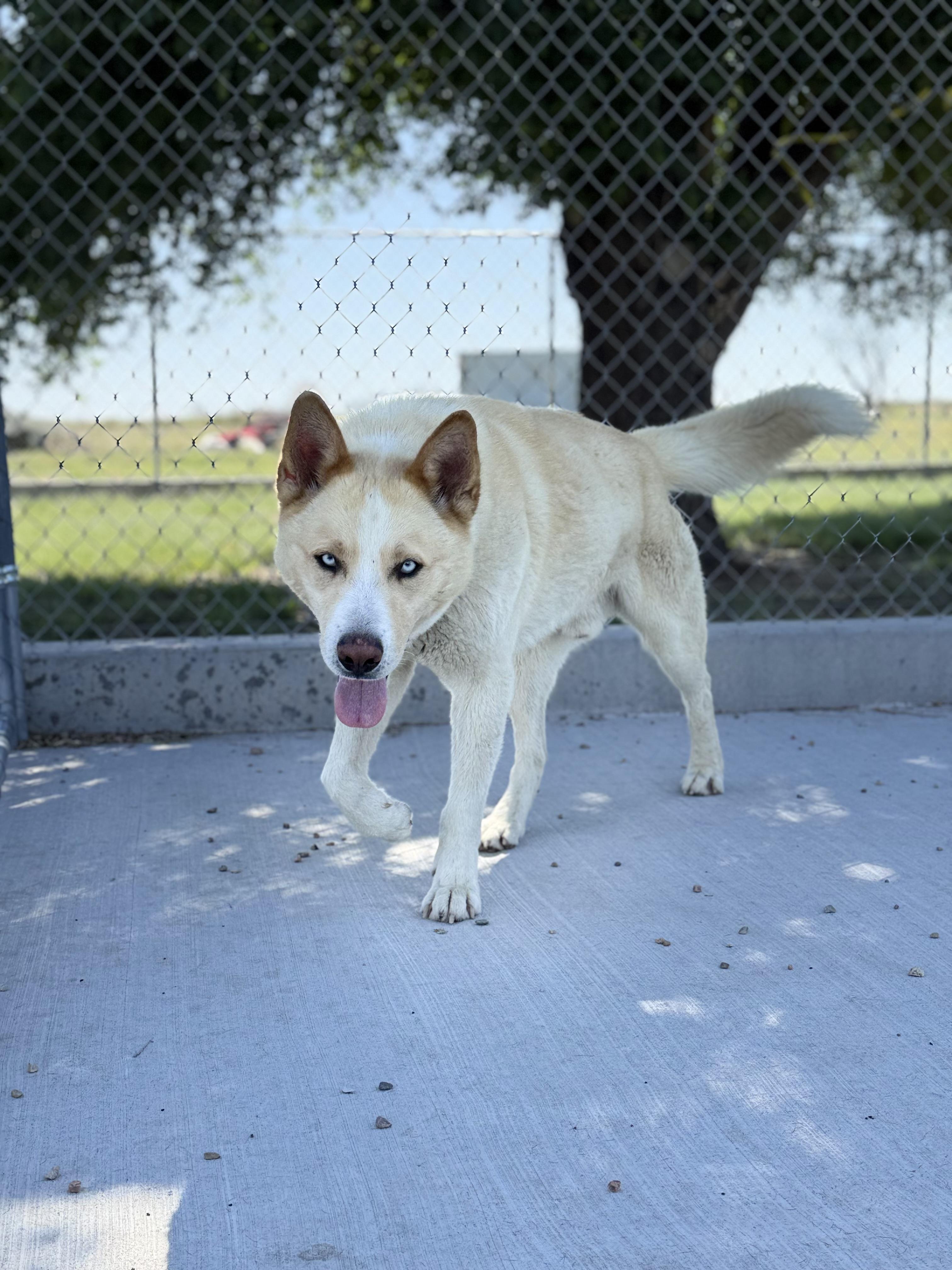 Koolaid Man, a ADOPTABLE mixed breed in Ulysses, KS image 3/3