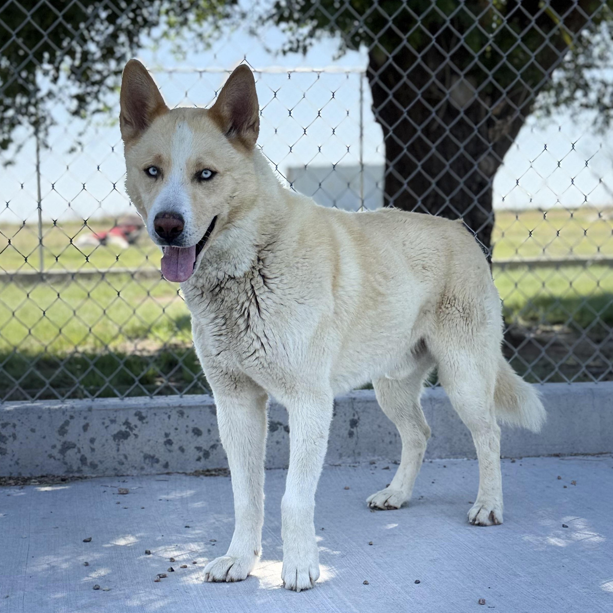 Koolaid Man, a ADOPTABLE mixed breed in Ulysses, KS image 1/3