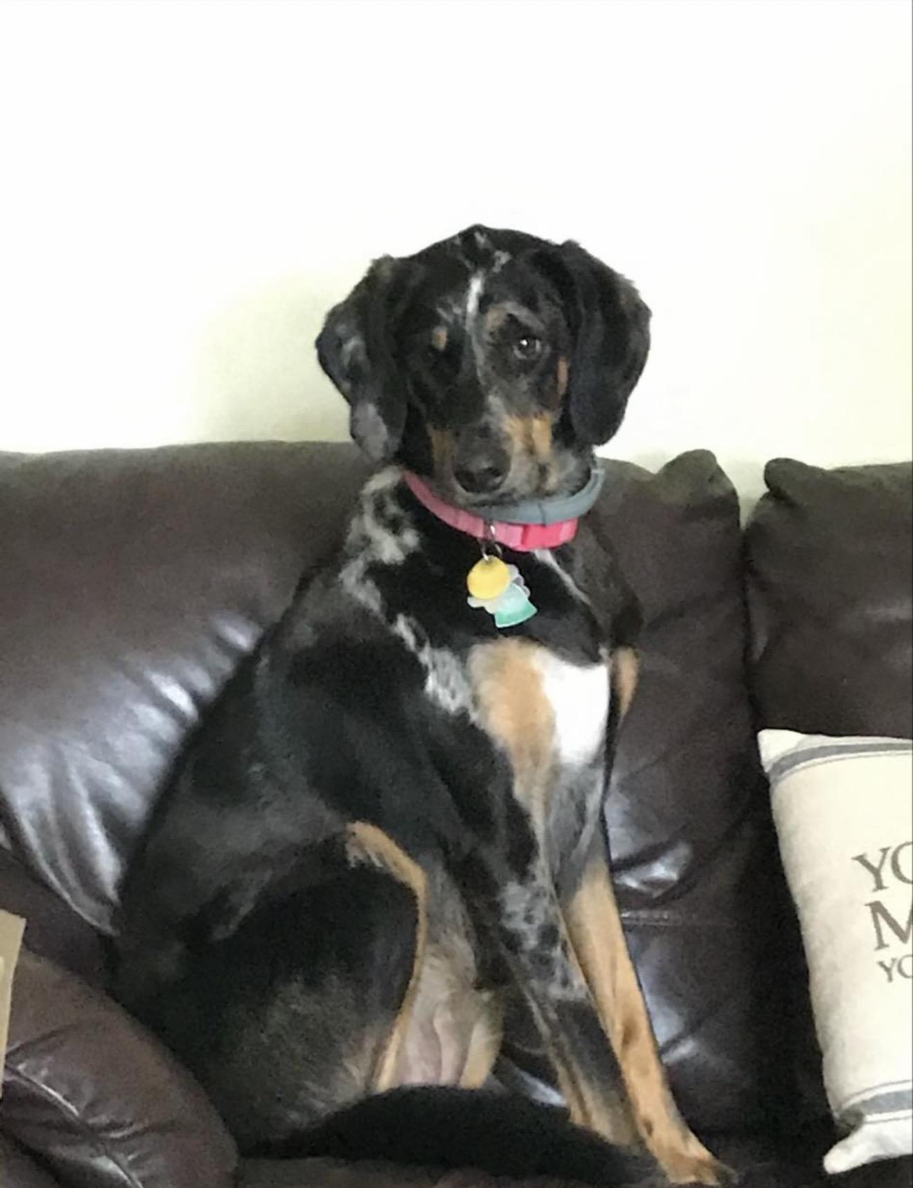 Stella, a Adoptable mixed breed in WARREN, RI image 1/4