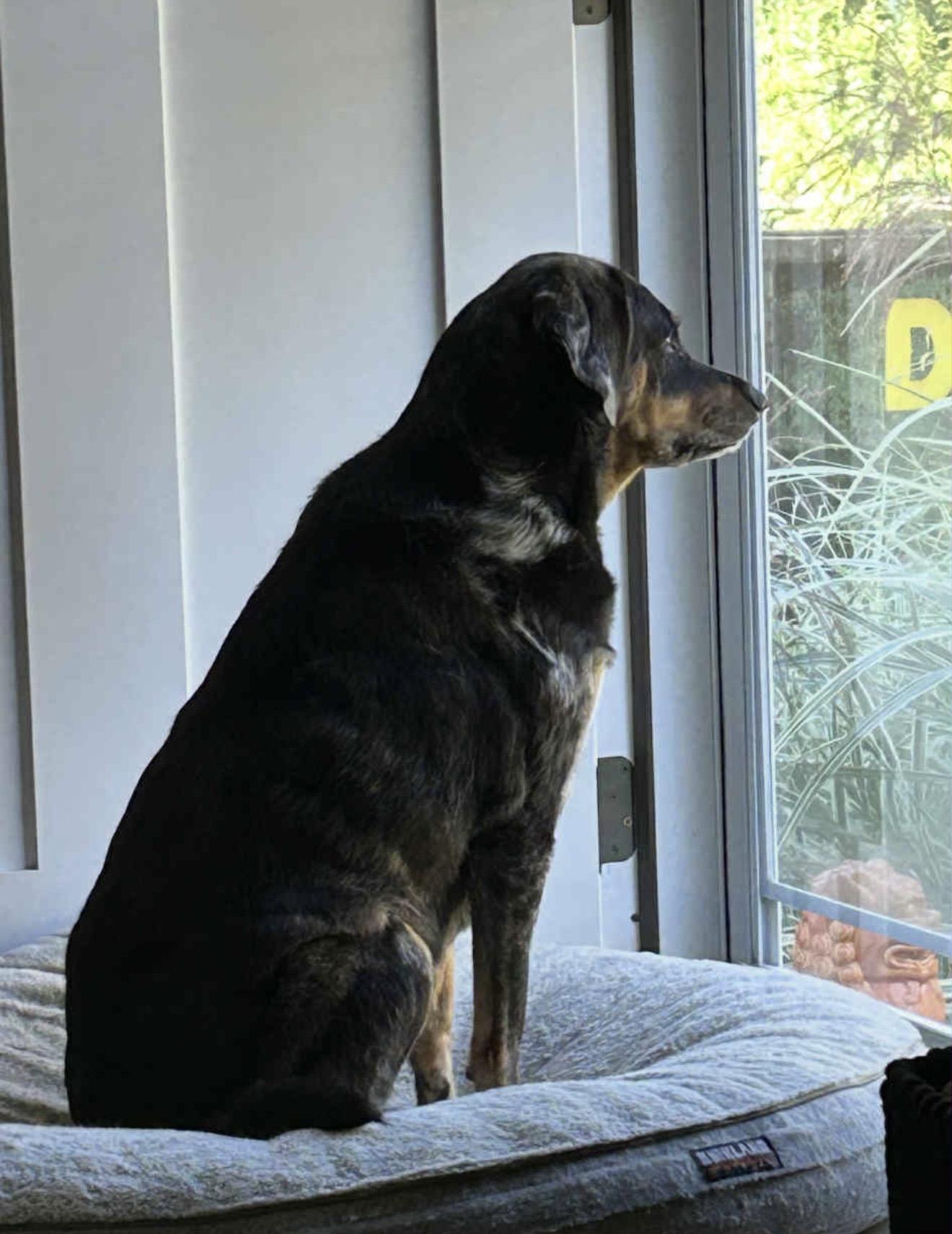 Stella, a Adoptable mixed breed in WARREN, RI image 2/4