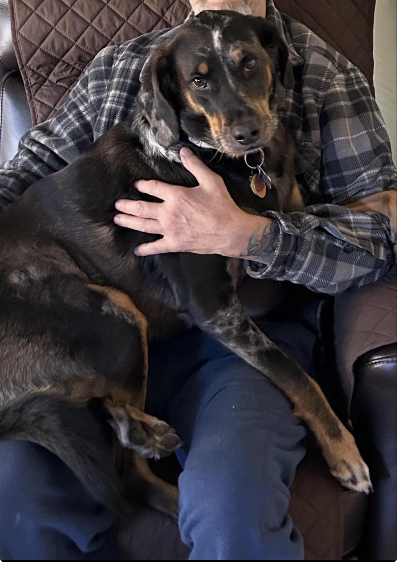 Stella, a Adoptable mixed breed in WARREN, RI image 3/4