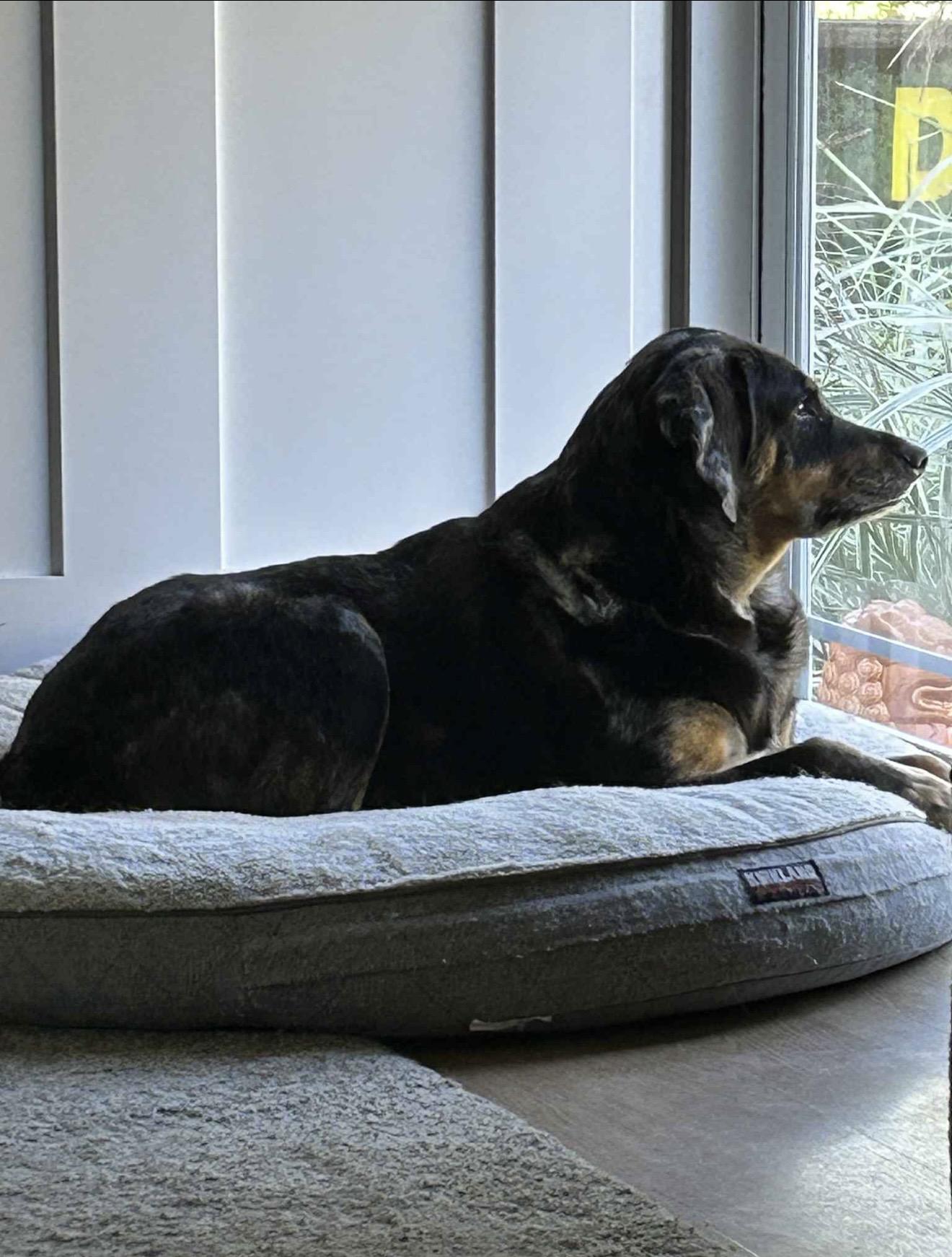 Stella, a Adoptable mixed breed in WARREN, RI image 4/4