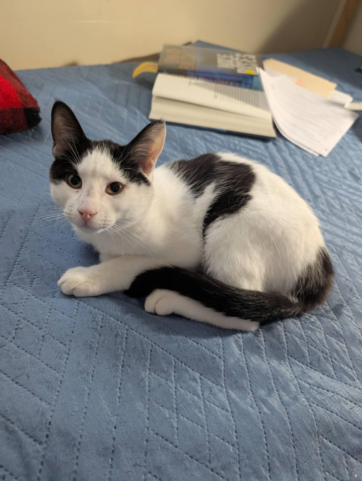 Noah, Adoptable, Young Male Domestic Medium Hair.