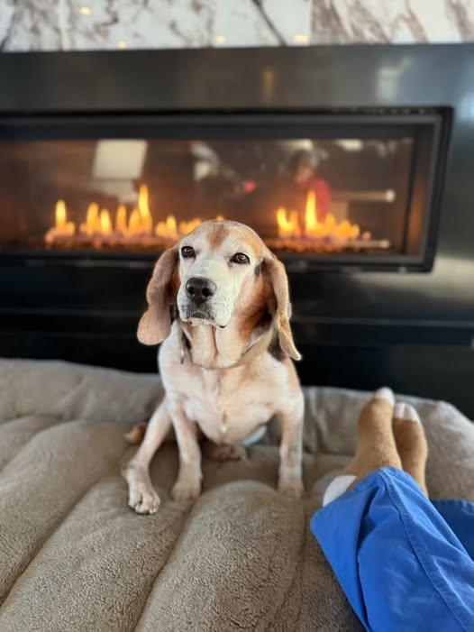 Enlarge Old Dog, a ADOPTABLE Beagle in Maidens, VA image 1/3
