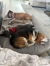 Enlarge Old Dog, a ADOPTABLE Beagle in Maidens, VA image 2/3