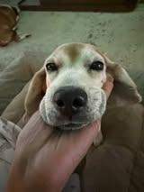 Enlarge Old Dog, a ADOPTABLE Beagle in Maidens, VA image 3/3