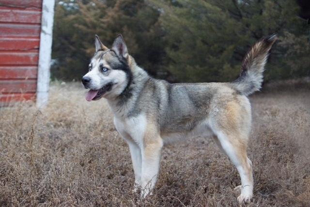 Enlarge Dakota, a Adopted mixed breed in Littleton, CO image 1/3
