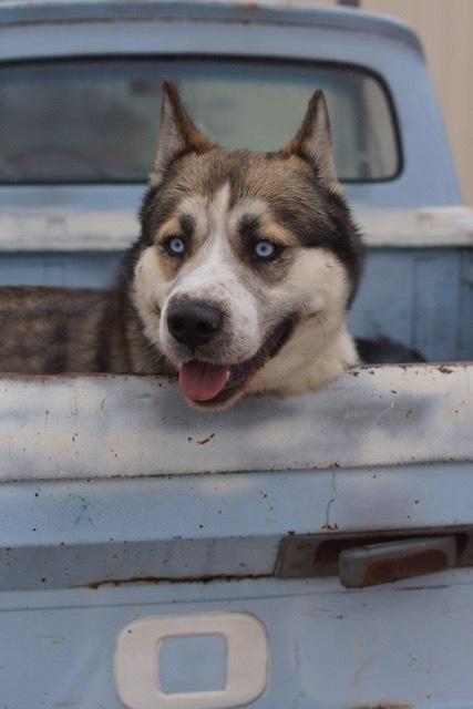 Enlarge Dakota, a Adopted mixed breed in Littleton, CO image 3/3
