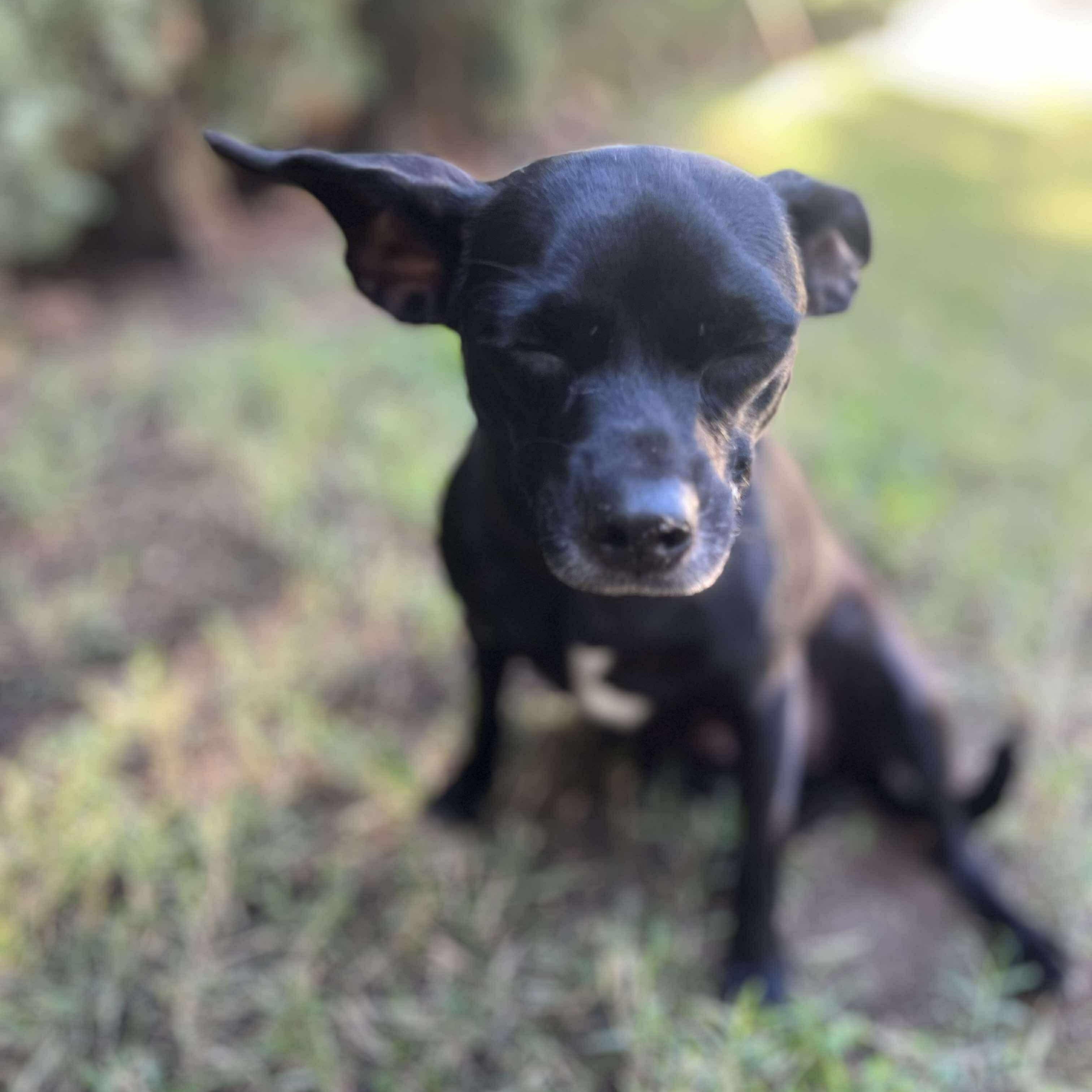 Enlarge Mamas, a Adoptable Chihuahua in Seal Beach, CA image 4/6