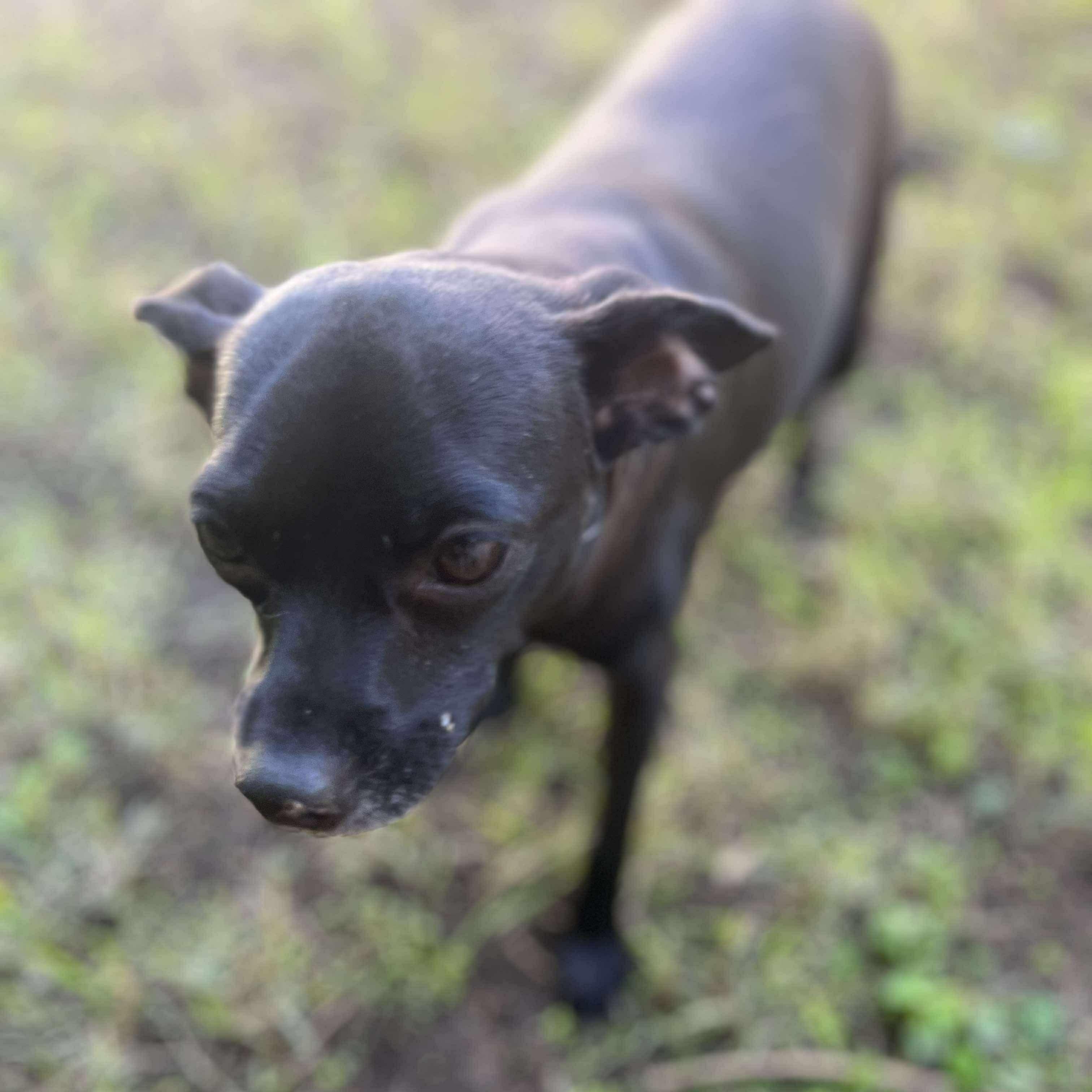 Enlarge Mamas, a Adoptable Chihuahua in Seal Beach, CA image 5/6