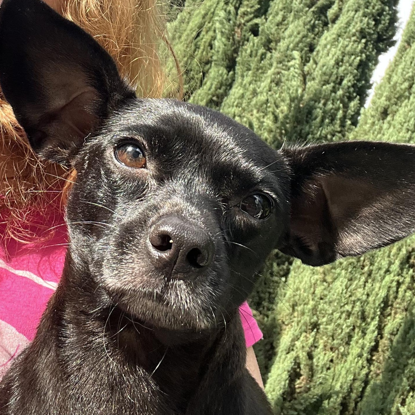 Enlarge Mamas, a Adoptable Chihuahua in Seal Beach, CA image 2/6