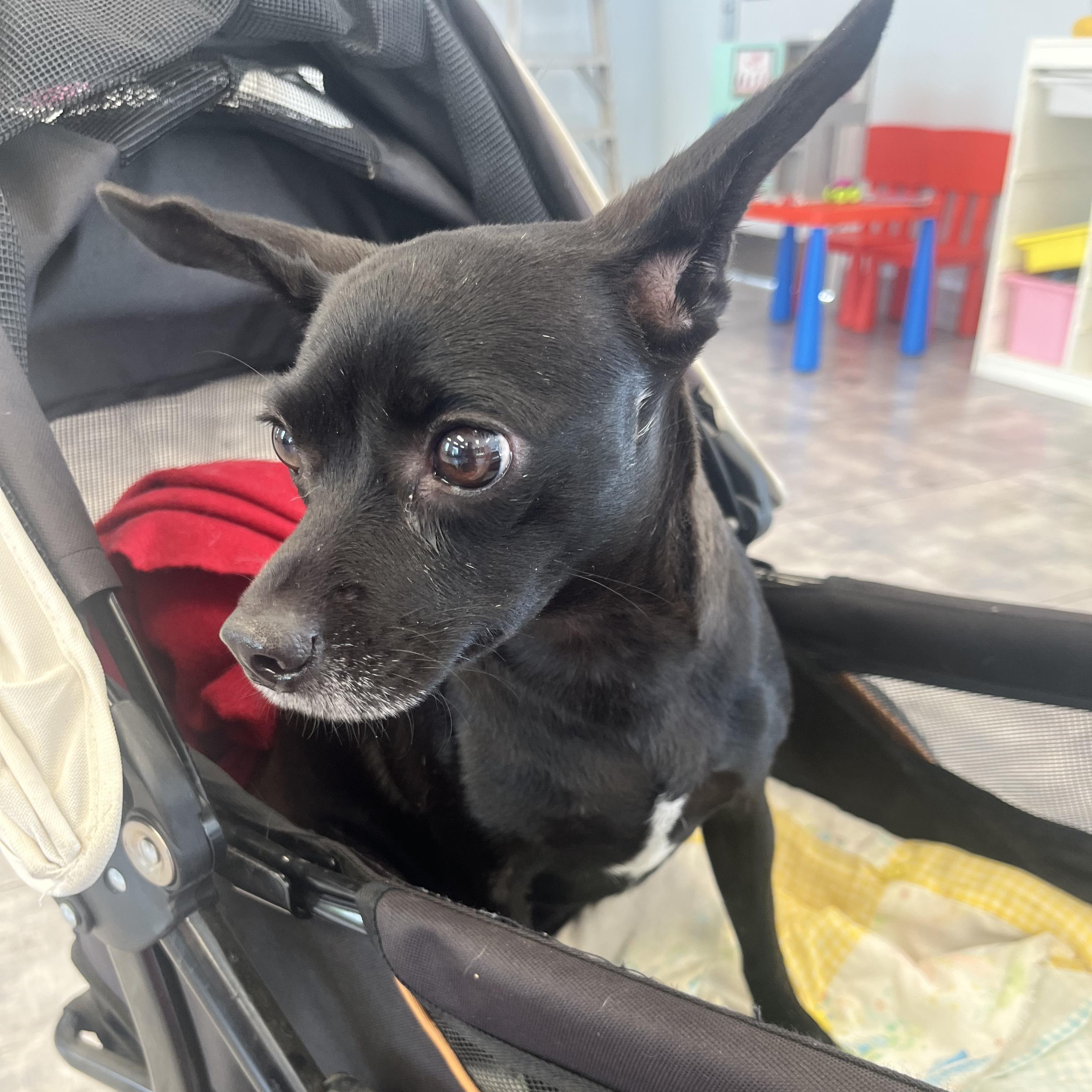 Enlarge Mamas, a Adoptable Chihuahua in Seal Beach, CA image 3/6