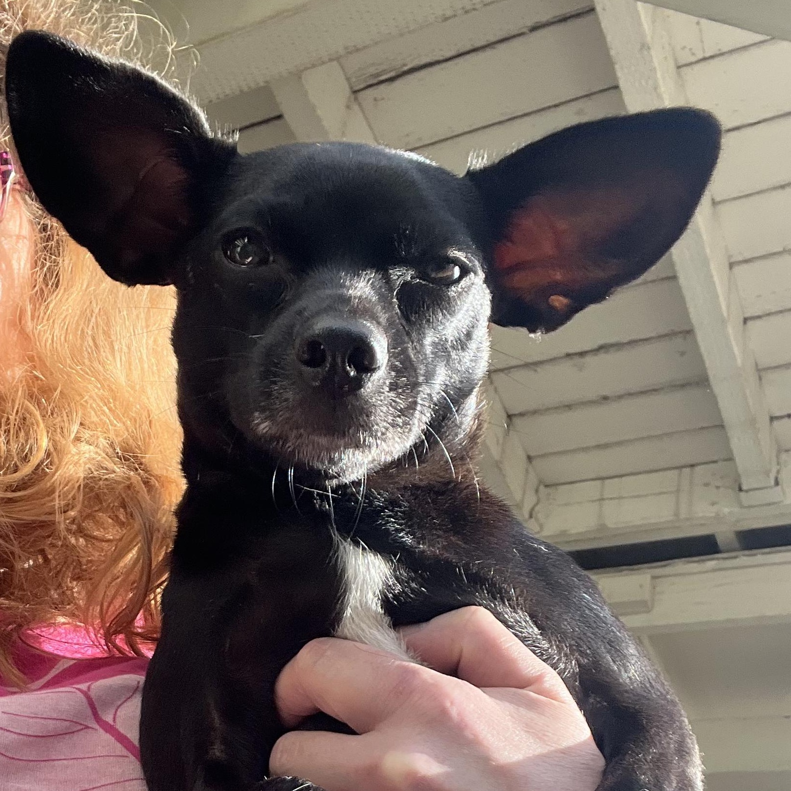 Mamas, Adoptable, Adult Female Chihuahua.