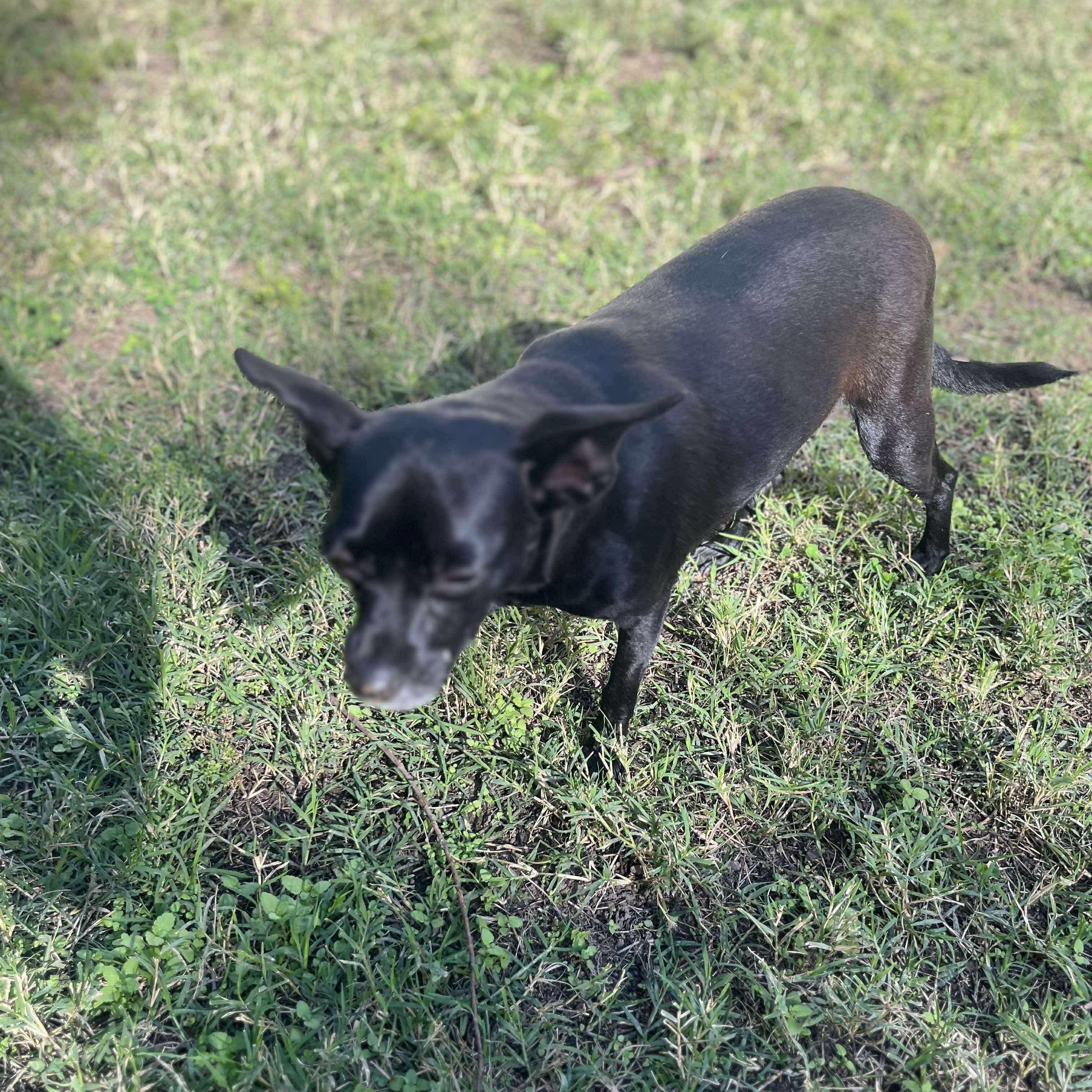Enlarge Mamas, a Adoptable Chihuahua in Seal Beach, CA image 6/6